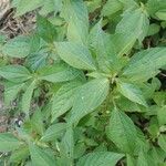 Acalypha australis Leaf