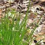 Carex sprengelii Habitus