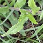 Anchusa officinalis Лист