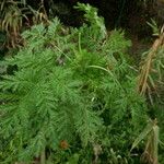 Artemisia annua Blatt