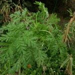 Artemisia annua Liść