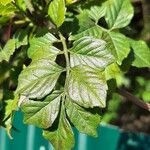 Tecomaria capensis برگ