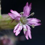 Silene verecunda