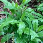 Hieracium laevigatum Frunză