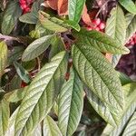 Cotoneaster salicifolius Leht