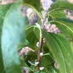 Acalypha pubiflora Leaf