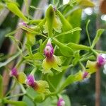 Epidendrum pseudepidendrum Flower