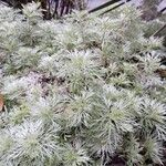 Artemisia arborescens Leht