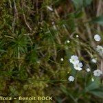 Androsace lactea Staniste