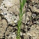 Linum bienne Feuille