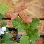 Quercus agrifolia Hoja