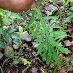 Euphorbia esula برگ