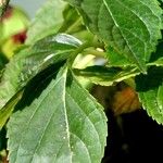 Hydrangea spp. Leaf