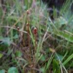 Eleocharis obtusa Flower