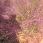 Muhlenbergia capillaris Levél