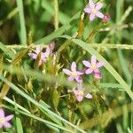 Centaurium tenuiflorum Цветок