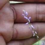 Polygala glochidiata Fleur