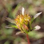 Bidens frondosa Owoc