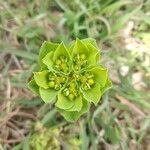 Euphorbia helioscopia Leht