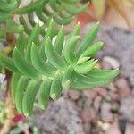 Crassula tetragona Folha