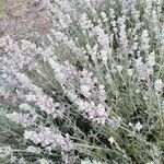 Nepeta nepetella 花