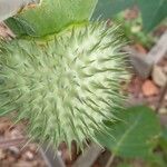 Datura innoxia Fruit