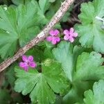 Geranium lucidum Habit