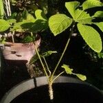 Brassaiopsis mitis Tervik taim