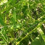 Lathyrus hirsutus Libunga