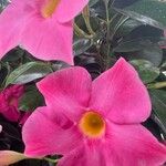 Mandevilla sanderi Fleur