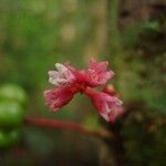 Acropogon merytifolius Bloem