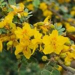 Parkinsonia praecox Цветок