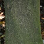 Ochrosia elliptica 樹皮