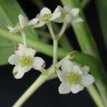 Nectandra lineata फूल
