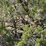 Juniperus monosperma Folha