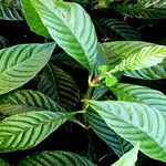 Psychotria nervosaLeaf