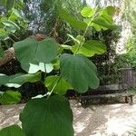 Bauhinia monandra Leaf