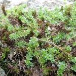 Galium saxatile Foglia