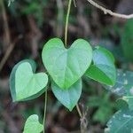 Cissampelos pareira Leaf