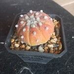 Astrophytum asterias 葉