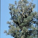 Dacrycarpus dacrydioides Habit