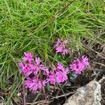 Viscaria alpina Blomma