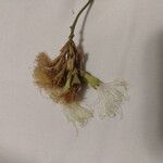 Inga sapindoides Flor