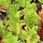 Crassula coccinea Fulla