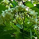 Vernicia montana Flower