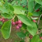 Amelanchier canadensisOwoc