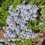 Phlox divaricataFlor