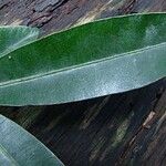 Calophyllum caledonicum Leaf