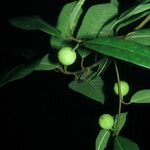 Ficus maxima Froito