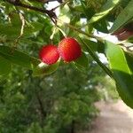 Arbutus unedo फल